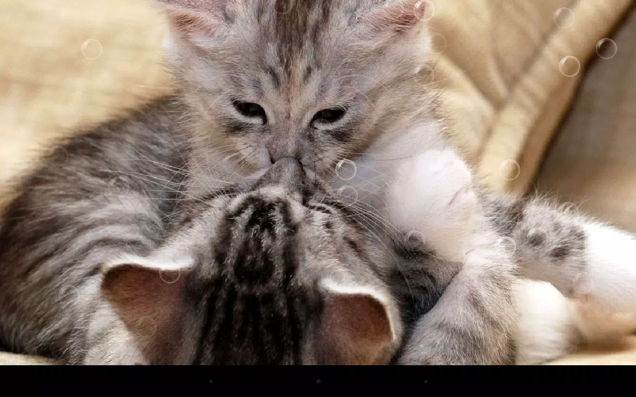 Funny Cat APK for Android Download Funny Cat APK for Android Download
