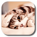 Lazy Cat Live Wallpaper APK