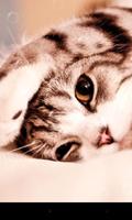 Lazy Cat poster