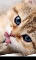 Lazy Cat screenshot 2