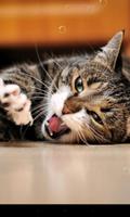 Lazy Cat screenshot 3