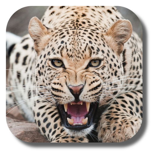 Leopard Live Wallpaper