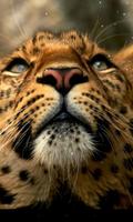 Leopard capture d'écran 1