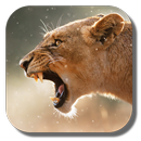 Lion Live Wallpaper APK