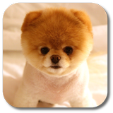 Pom Dog アイコン