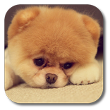 Q Puppy Live Wallpaper