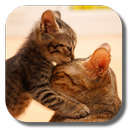 So Cute Cat Live Wallpaper APK