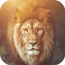 Lion Wallpapers HD APK