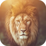 Lion Wallpapers HD