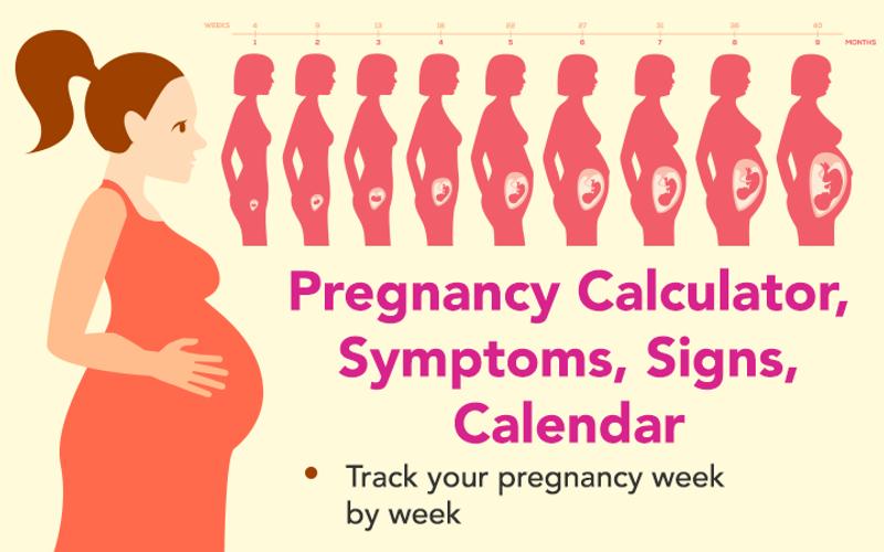 Фсс беременность и роды калькулятор. Pregnancy Symptoms. Pregnancy+ приложение. Калькулятор беременности.