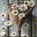 cool photos for wallpaper APK