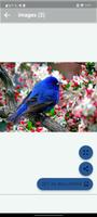 birds wallpapers पोस्टर