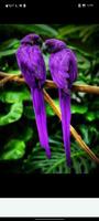 birds wallpapers स्क्रीनशॉट 1