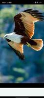 birds wallpapers स्क्रीनशॉट 2