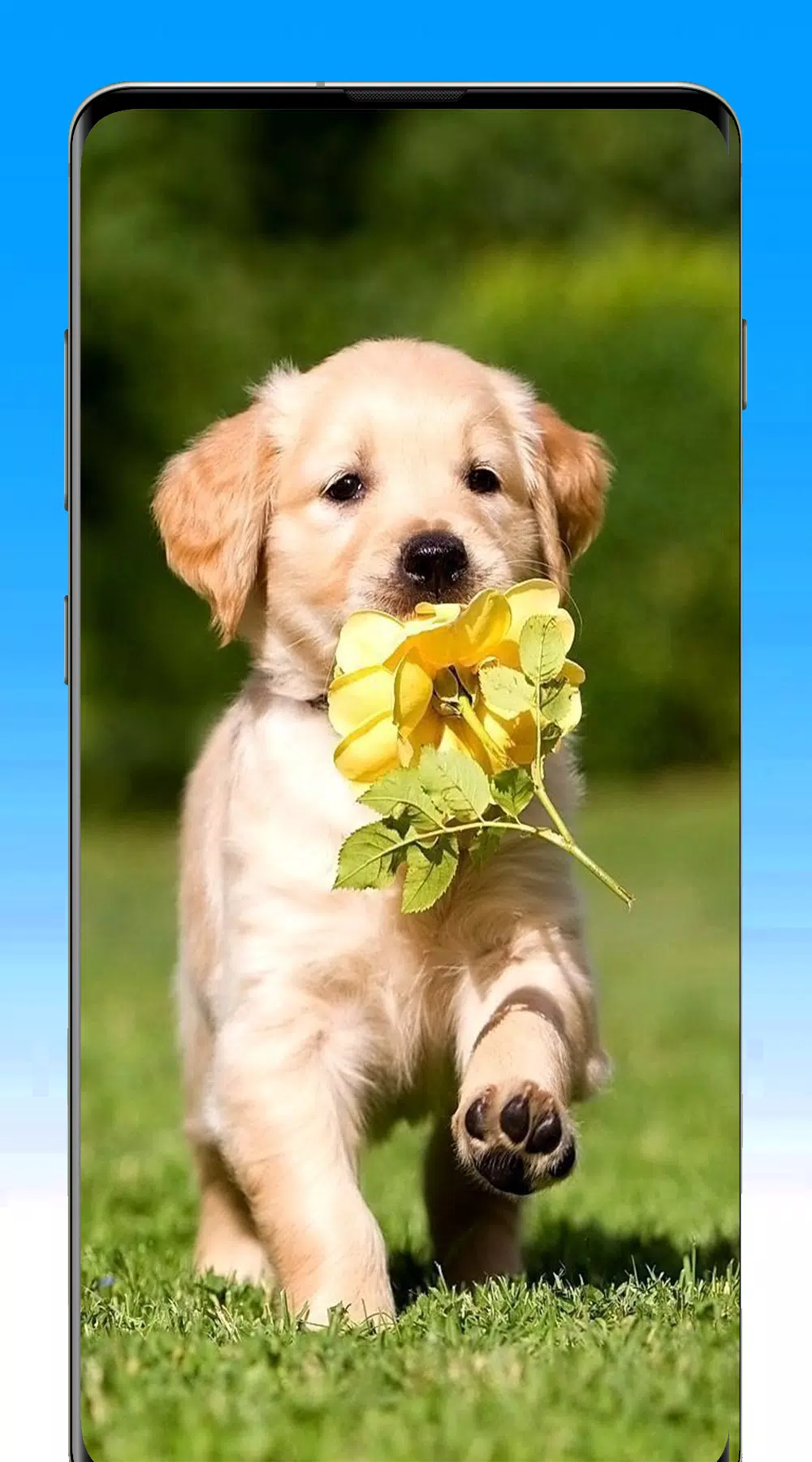Tải xuống APK Golden Retriever Dog Wallpaper cho Android