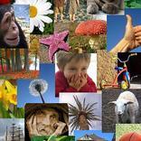 ”Picturenality-Personality Test