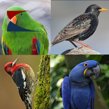 80 Pássaros Desafio