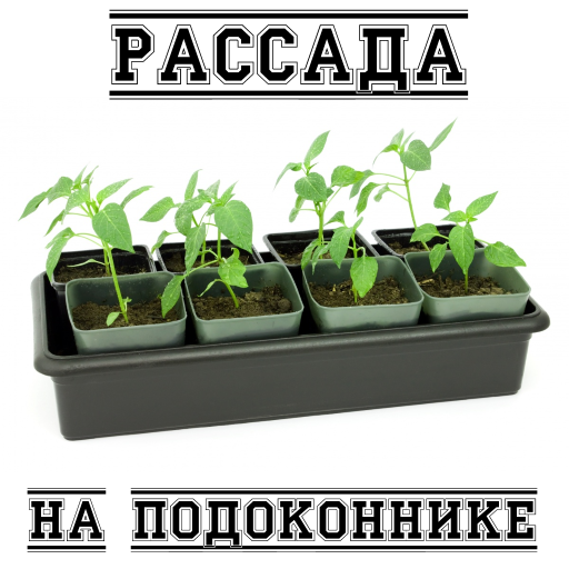 Рассада на подоконнике
