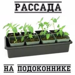 Рассада на подоконнике