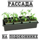 Рассада на подоконнике icône