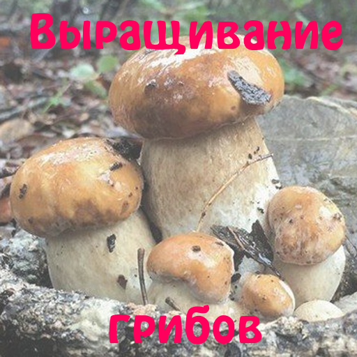 Выращивание грибов