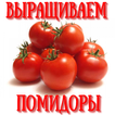 Выращиваем помидоры