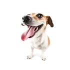 wenomechainsama icon