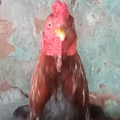 turi ip ip ip