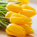 Fonds d'écran tulipes APK
