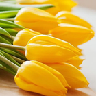 Fonds d'écran tulipes icône