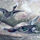 Duck Hunting Highland-icoon
