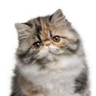 Кошачий разговорник Как понять кошку icon