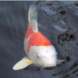 Koi Fish Care Guide