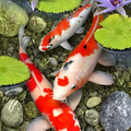 KOI Wallpaper HD