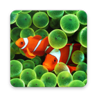 Fish Aquarium Wallpapers icône