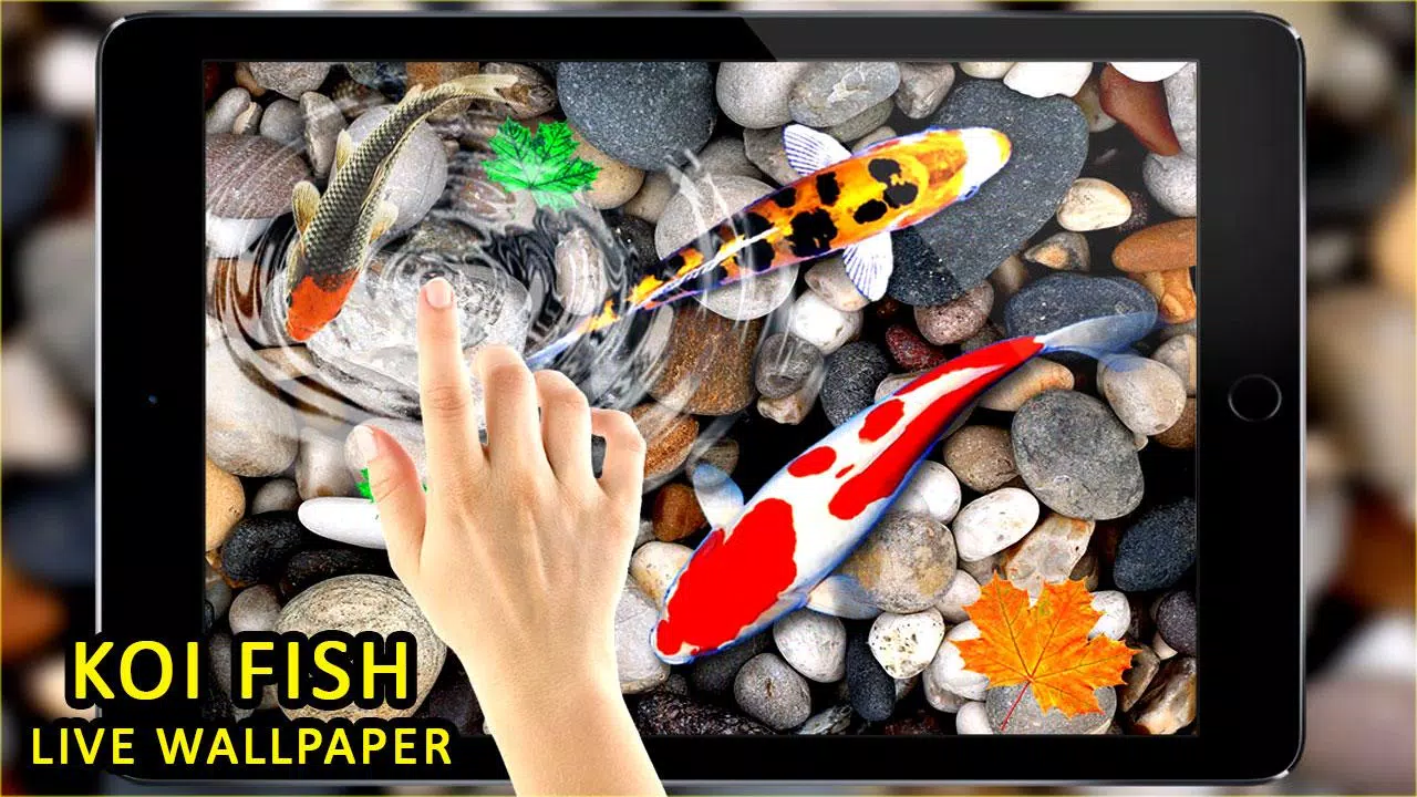 Tải xuống APK Koi Fish Live Wallpapers cho Android
