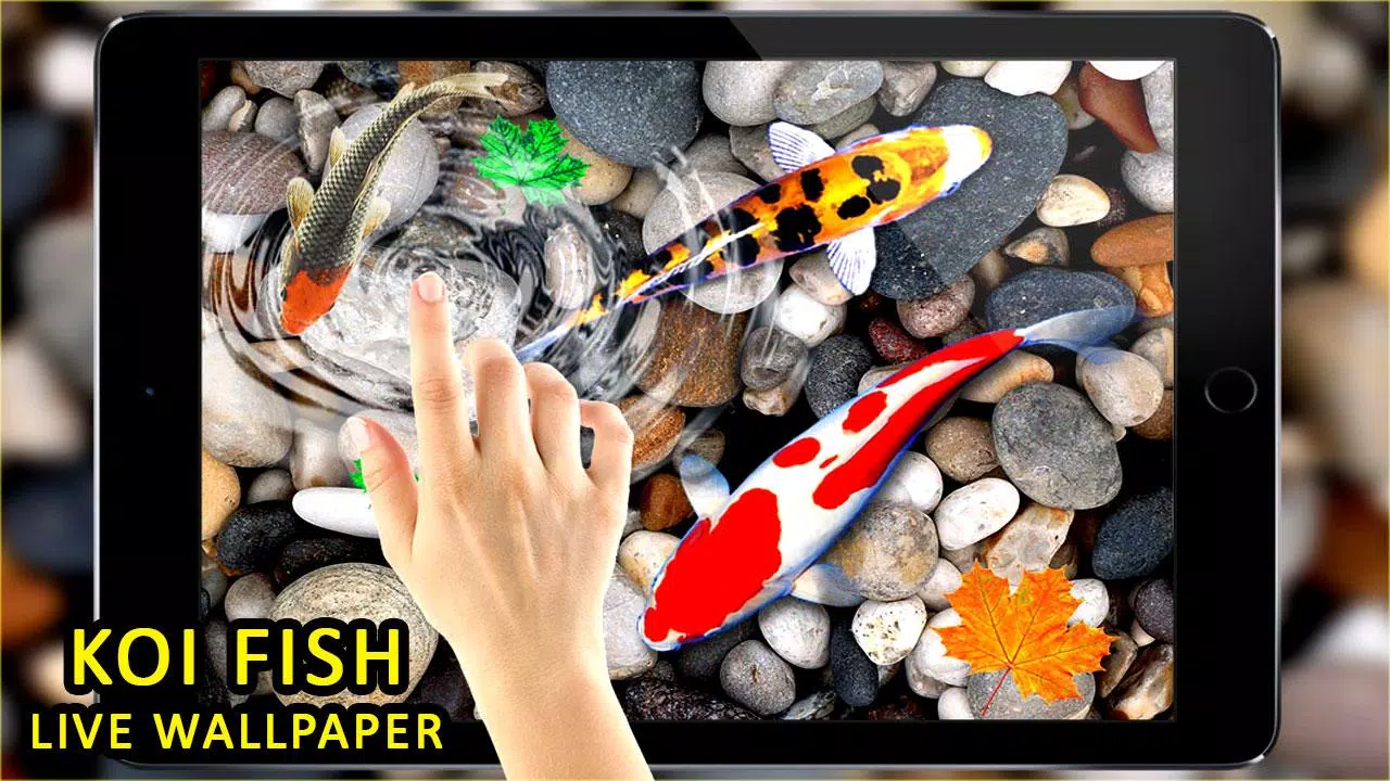 Tải xuống APK Koi Fish Live Wallpapers cho Android Tải xuống APK Koi Fish Live Wallpapers cho Android