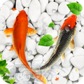 koi মাছ বাস ওয়ালপেপার