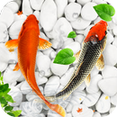 poisson koi vivant fond d'écr APK