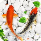 錦鯉魚活 牆紙 圖標