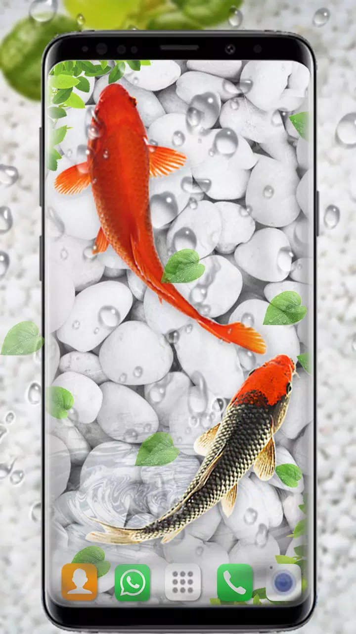 Koi Fish Live Wallpapers HD APK for Android Download