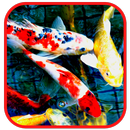 Koi Wallpapers aplikacja