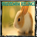 Budidaya Kelinci