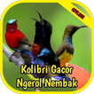Masteran Kolibri Gacor Ngerol