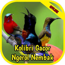 Masteran Kolibri Gacor Ngerol APK