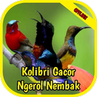 Masteran Kolibri Gacor Ngerol biểu tượng