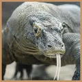 Komodo 8 Chess Engine