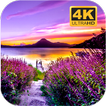 Natur Wallpaper Ultra HD 4K