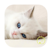 رنات أصوات القطط