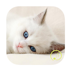 رنات أصوات القطط icono